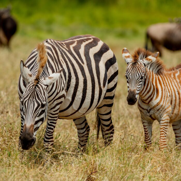 Travel Deep Into Tanzania’s Untamed Wild Heart