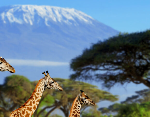 Kilimanjaro